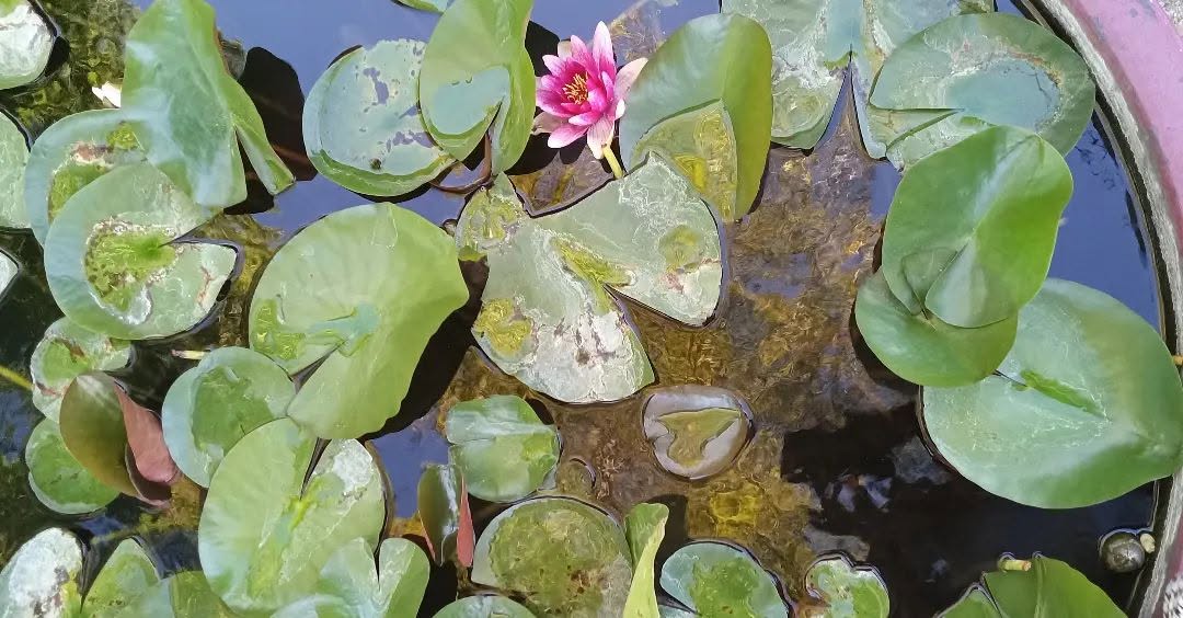 Water Lily — Photography